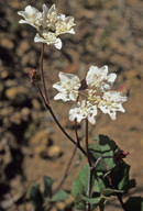 Xanthosia rotundifolia