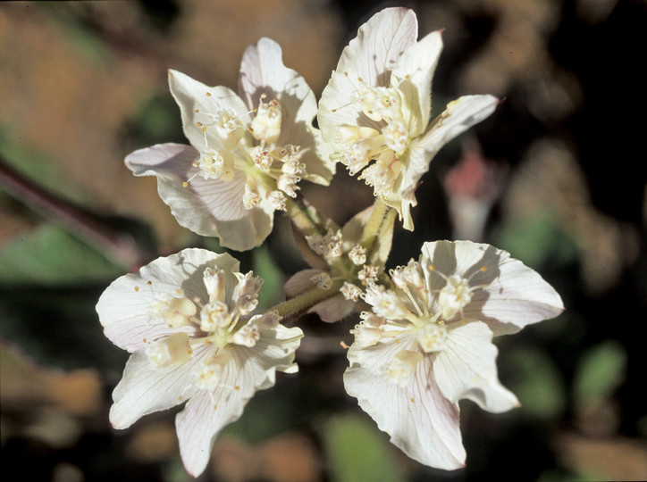 Xanthosia rotundifolia