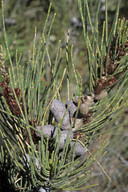 Allocasuarina sp.1