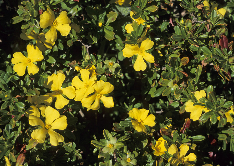 Hibbertia sp.