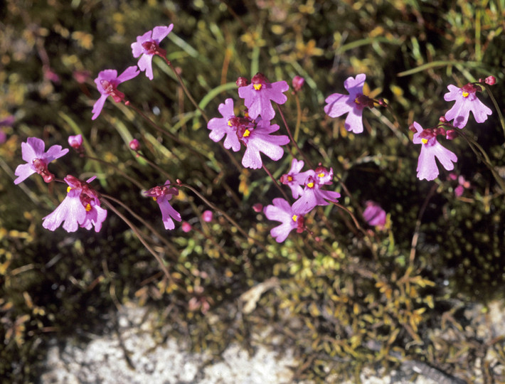 Utricularia multifida