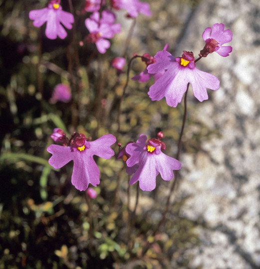 Utricularia multifida