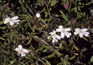 Hemiandra pungens?