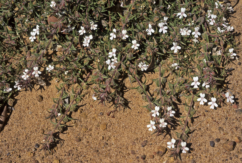 Hemiandra pungens?