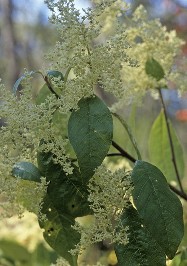 Trymalium spathulatum