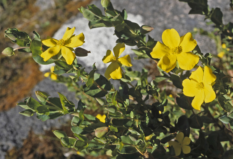 Hibbertia bracteosa