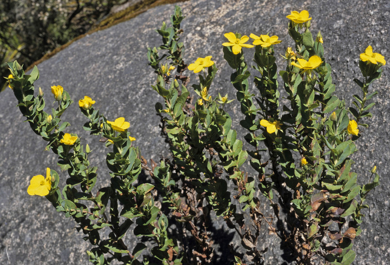 Hibbertia bracteosa