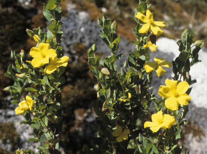 Hibbertia bracteosa