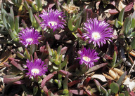 Carpobrotus modestus