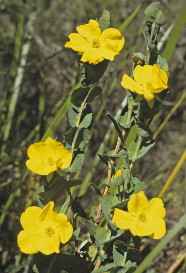 Hibbertia bracteosa