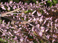 Cordyline stricta