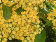 Cassia brewsteri marksiana