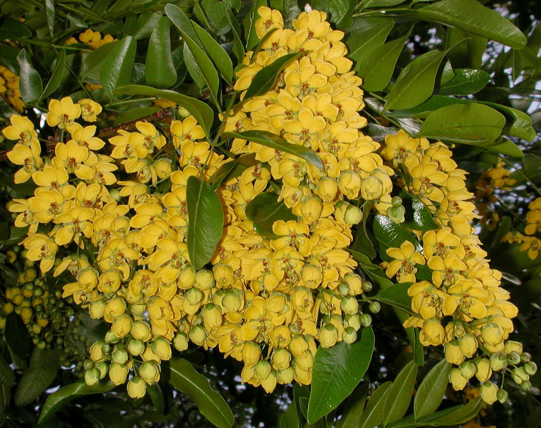 Cassia brewsteri marksiana