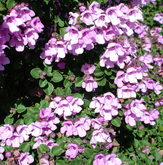 Prostanthera rotundifolia