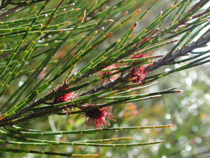 Allocasuarina nana