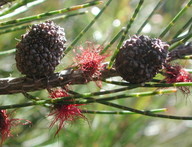 Allocasuarina nana