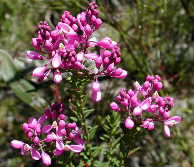 Comesperma sp.?ericinum