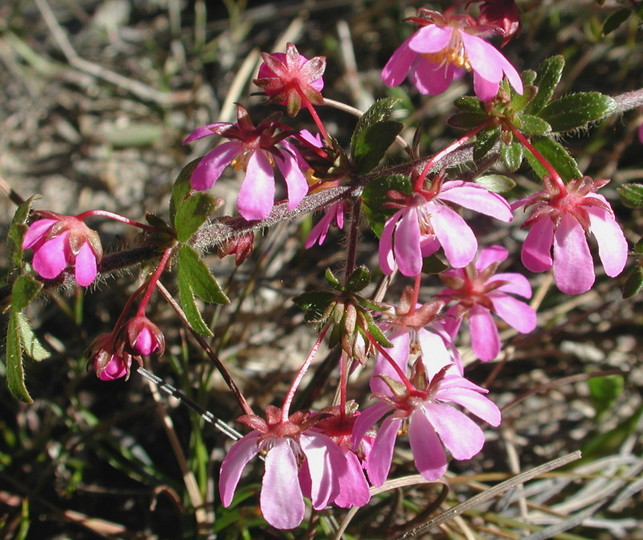 Bauera rubioides