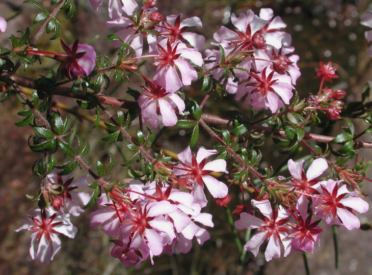 Bauera rubioides