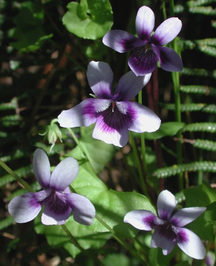 Viola hederacea