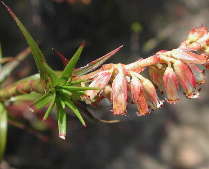 Dracophyllum secundum