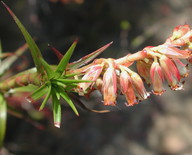 Dracophyllum secundum