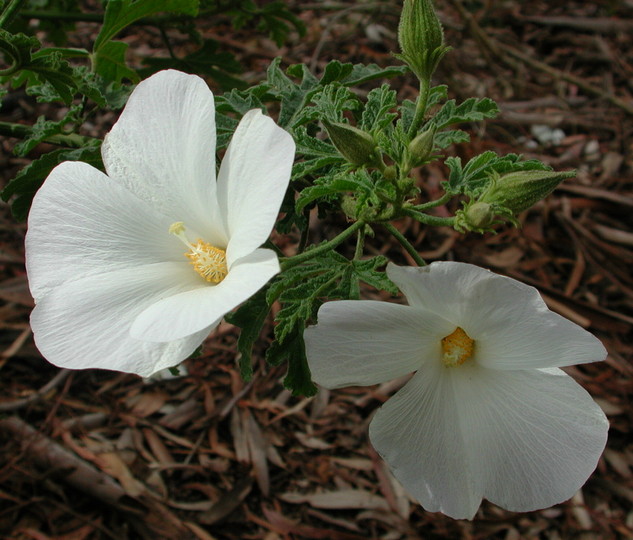 Alogyne huegelii