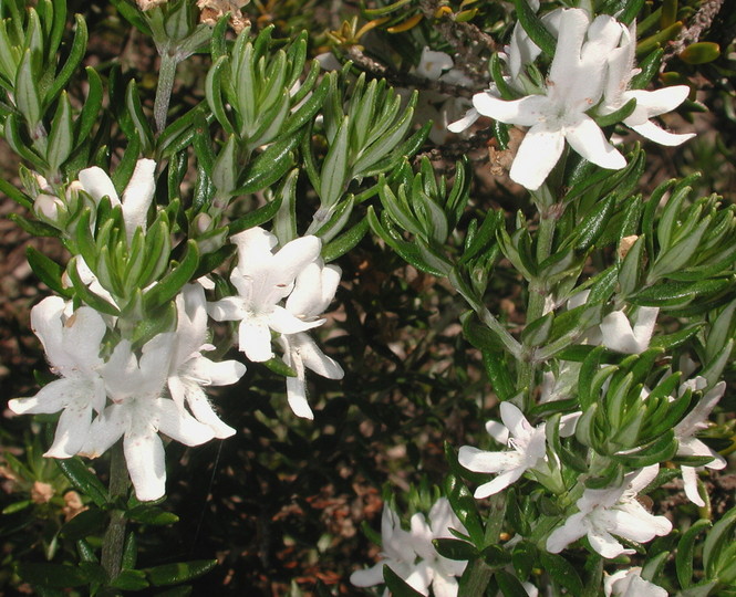 Westringia fruticosa