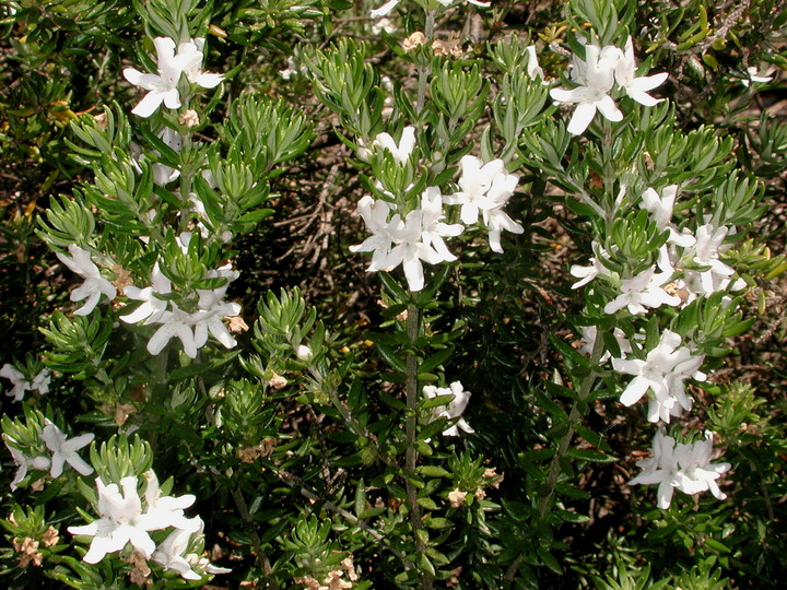 Westringia fruticosa