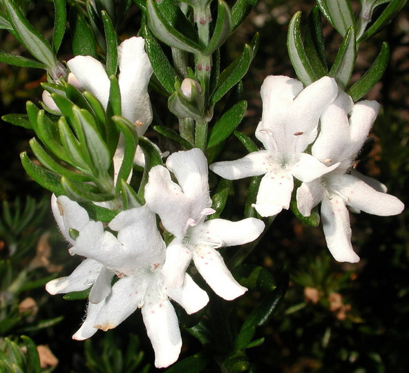 Westringia fruticosa