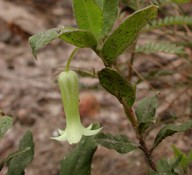 Billardiera scandens