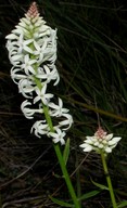 Stackhousia monogyna