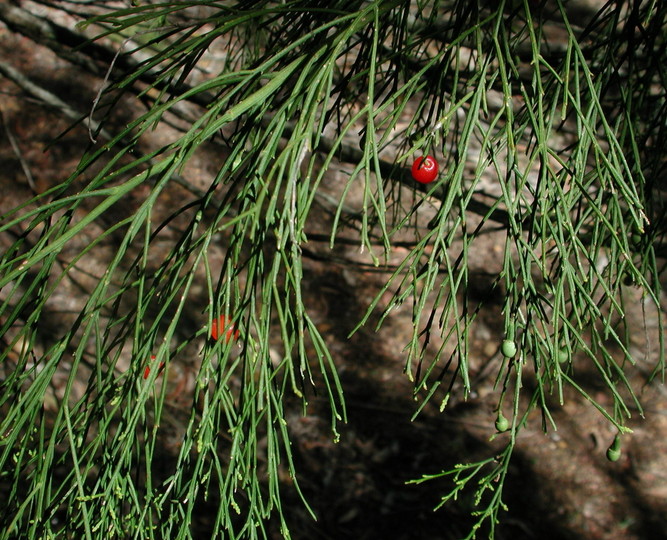 Exocarpos cupressiformis