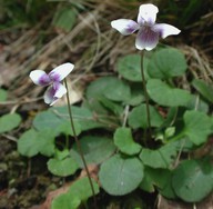 Viola hederacea