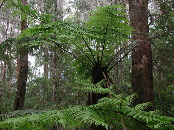 Cyathea australis