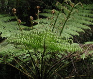 Cyathea australis