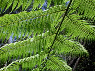 Cyathea australis