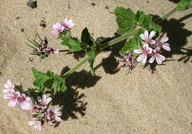 Pelargonium australe