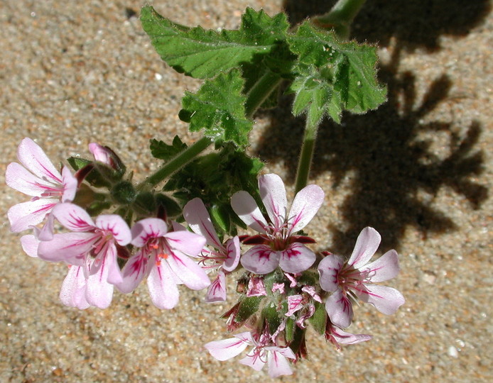 Pelargonium australe