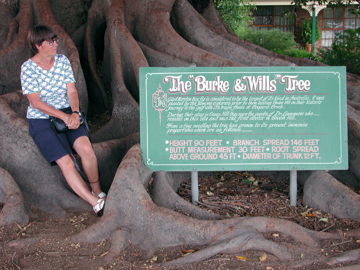 Ficus macrophylla