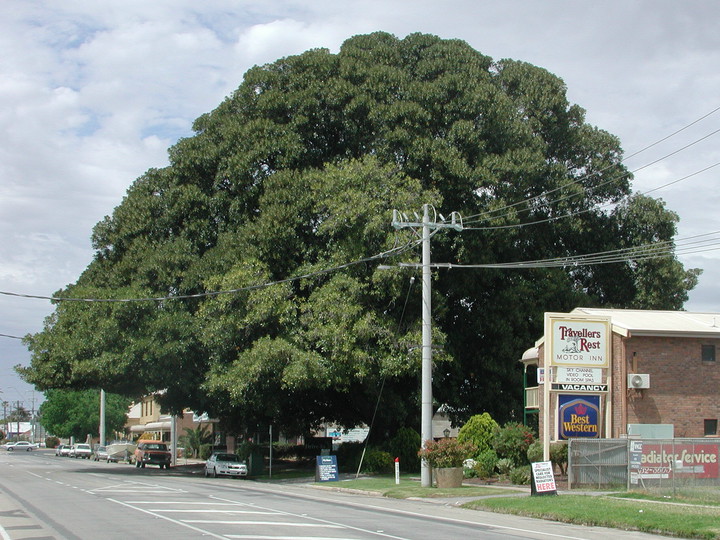 Ficus macrophylla