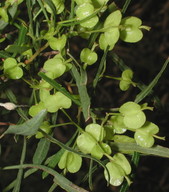 Dodonaea angustissima