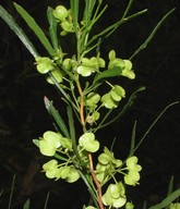 Dodonaea angustissima