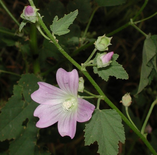 Abutilon otocarpum