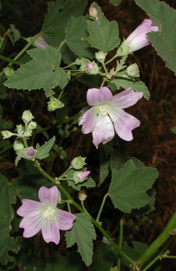 Abutilon otocarpum