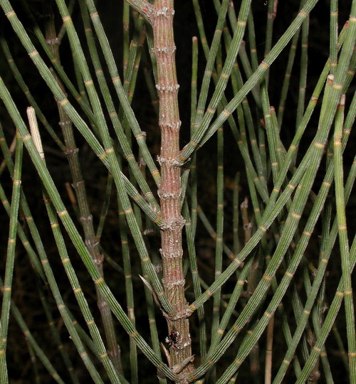 Allocasuarina leuhmannii