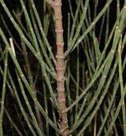 Allocasuarina leuhmannii