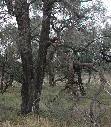 Allocasuarina leuhmannii