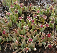 Disphyma crassifolium