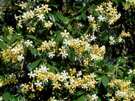 Hymenosporum flavum